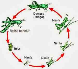  Gambar  Metamorfosis Kumbang Bloge Wong Kedungrandu Gambar  