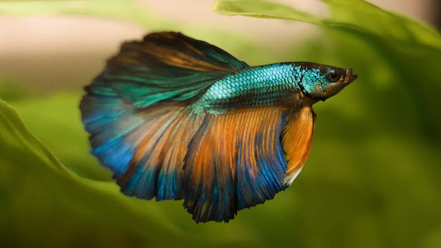 Betta