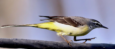 "Gray Wagtail - Motacilla cinerea , winter visitor threading on a cable."
