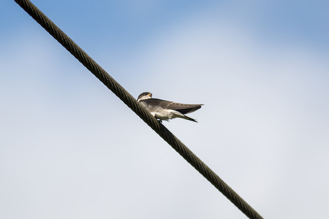 Young House Martin