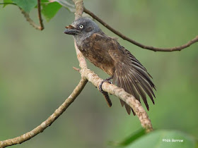 Gymnobucco cinereiceps