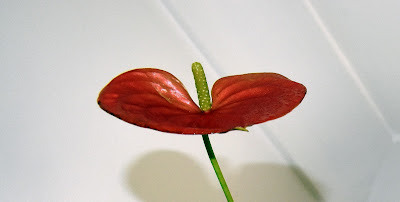 anthurium flower bloom
