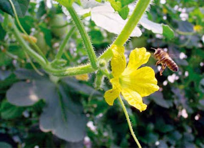 POLINIZANDO CALABAZAS - POLLINATING CUCURBIT