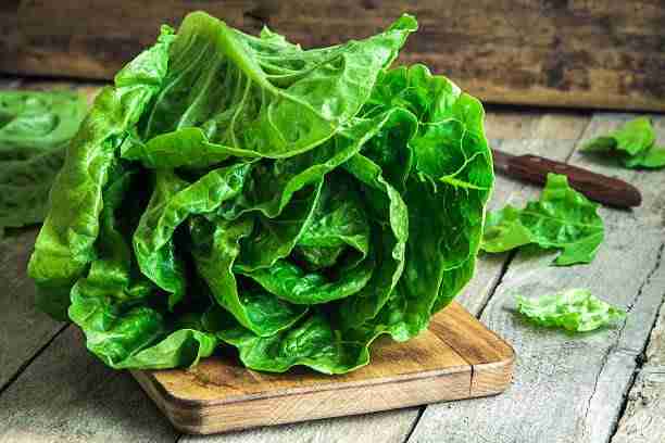 Cultivation Of Organic Curly Lettuce