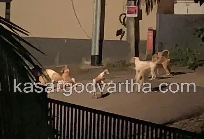 Stray Dog, Kasaragod, General Hospital, CCTV, Kerala News, Kasaragod News, Malayalam News, Stray dog menace in Kasaragod; Demand for permanent solution.