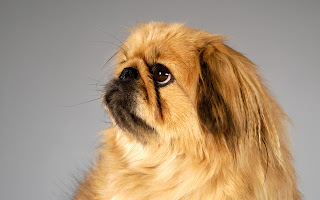 Pekingese Wallpapers