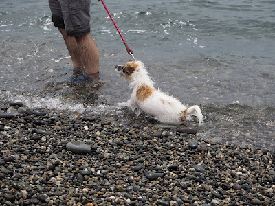 犬　海