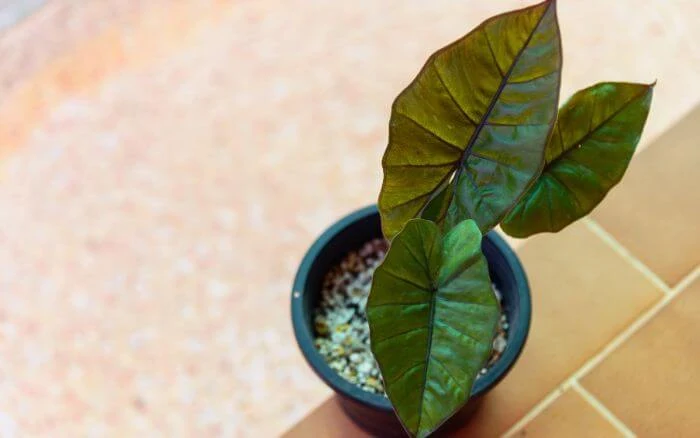 Alocasia Plumbea Nigra, tipo de planta purificadora do ar.