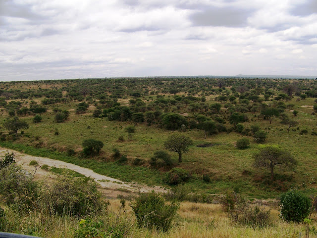 Tarangire National park Tembea Tanzania