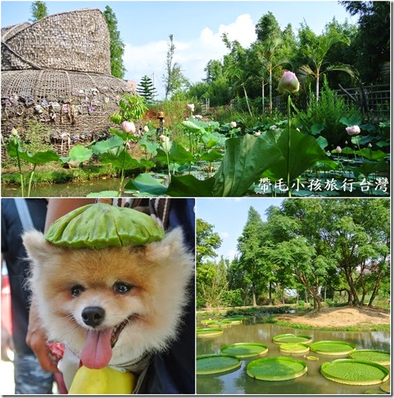 桃園賞蓮