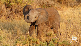 Adorable Wildlife of East Africa