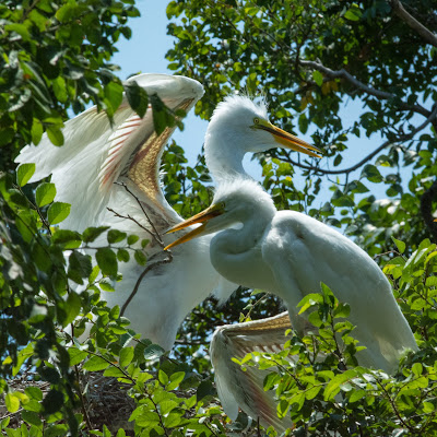 Great Egrets, UTSW Rookery