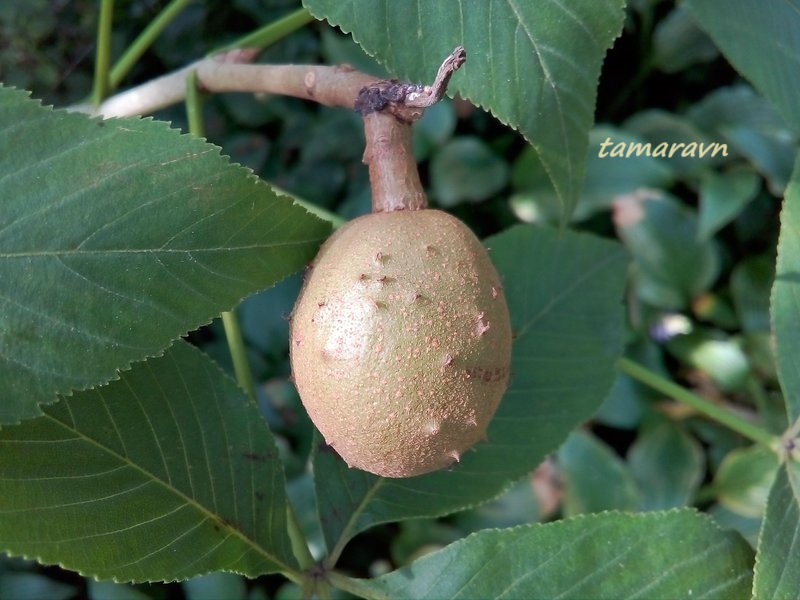 Конский каштан голый / Конский каштан гладкий (Aesculus glabra)