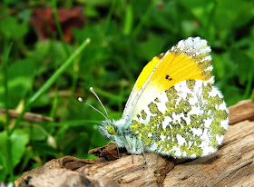 Reverso de Anthocharis cardamines Reverso de Anthocharis cardamines
