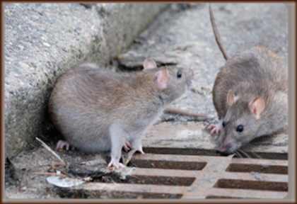 Ratas