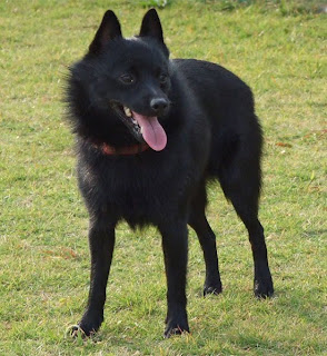 Schipperke Dog 