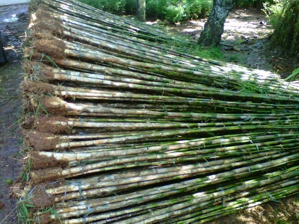 Tanaman Pagar Hidup Bambu Jepang Pohon Bambu Hias
