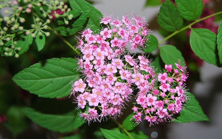 Flores de color púrpura by José Luis Ávila Herrera