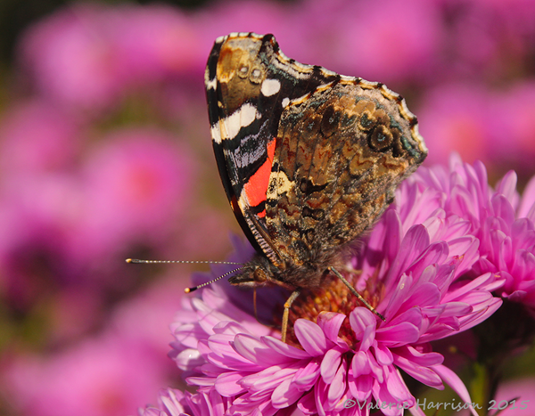 Red-Admiral-2