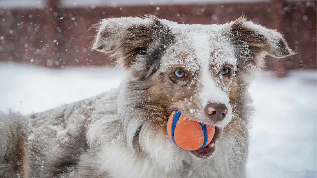 Peut-On Laisser Le Chien Berger Australien Seul?