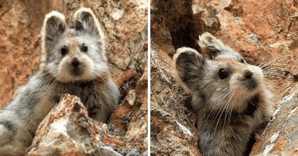 The Ili Pika, a Cute Teddy-Bear-Looking Animal, Might Not Exist in a Few Years