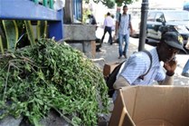 Consumidores "acaban" con plantaciones de moringa; vendedores la disecan porque temen desaparezca el "árbol milagroso"