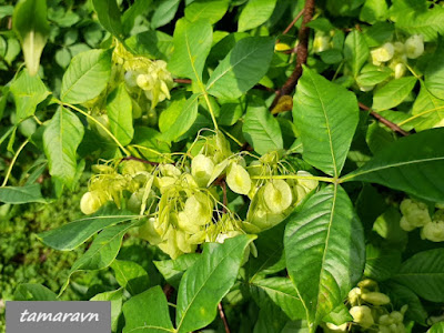 Птелея трёхлистная (Ptelea trifoliata)