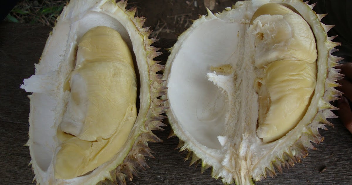 ~ "Aeinio REALitinya DI sini" ~: Bubur kacang Durian