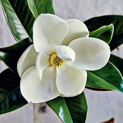 http://gardenandgun.com/article/scent-magnolia