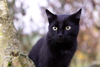 kucing hitam domestik lucu