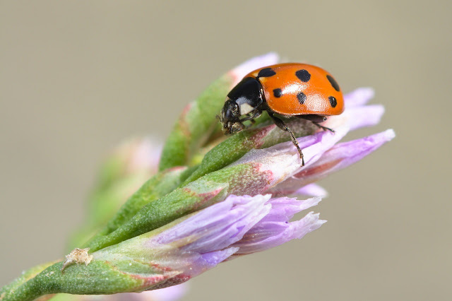 Coccinella undecimpunctata