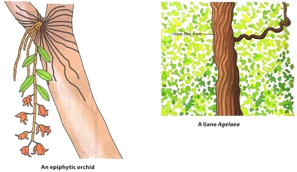 Adaptation of plants to arboreal habita