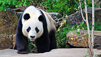 panda in zoo hd desktop background wallpaper