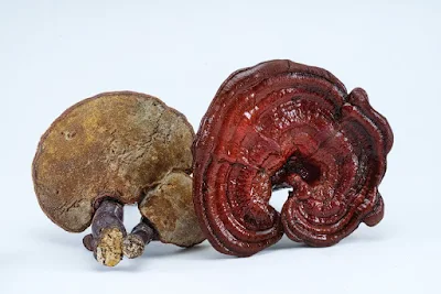 Ganoderma mushroom company in Bhubaneswar