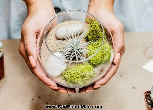 Thi công nội thất: Trang trí nhà xinh xắn mà nhẹ nhàng với cây không khí-7