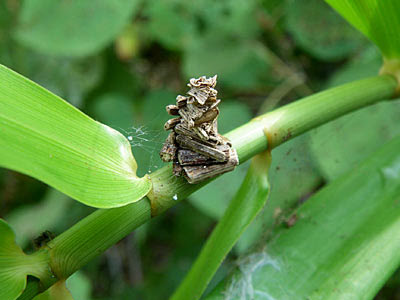 Bagworm moth