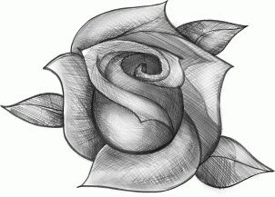 Rose Drawing