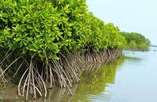 Ekosistem Mangrove