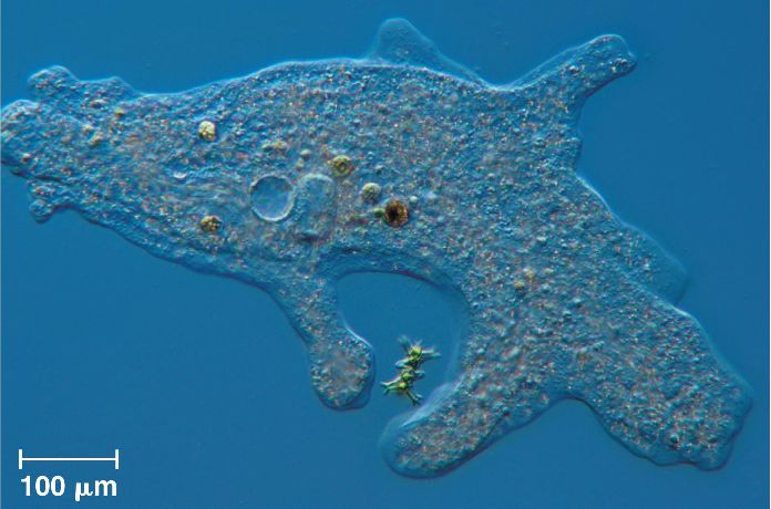  Gambar  4 Macam Kelas Protozoa Protista Mirip Hewan  Gambar  