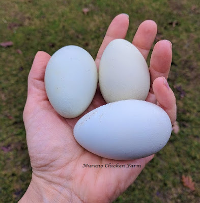 Backyard chickens have longer life span