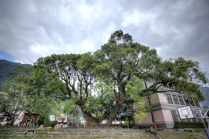 澳花國小｜南澳鄉景點｜宜蘭景點｜樟樹600年樹齡