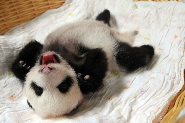 Adoráveis bebês Panda fazem sua primeira aparição no Centro de Criação de Pandas Gigantes da China 