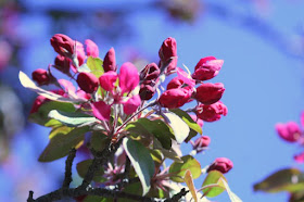 Royal Botanical Garden, Burlington: the cherry trees are blooming! :: All Pretty Things