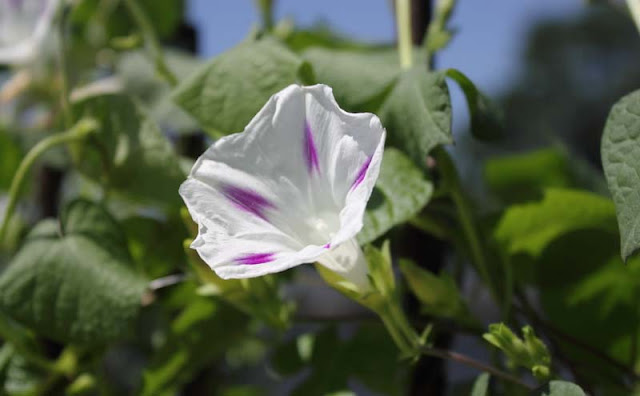 Morning Glory Flowers Pictures