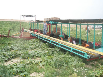 Cucumber Pickers of Belarus recogedores pepino Bielorrusia