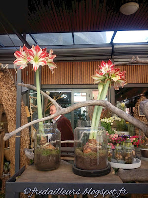 Toulouse, le marché des Carmes : amaryllis