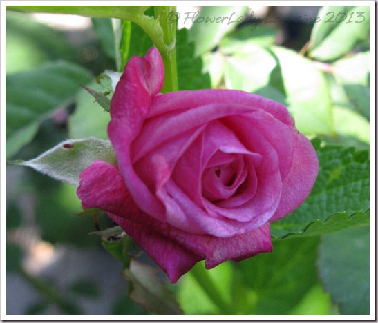 04-28-unkn-rose