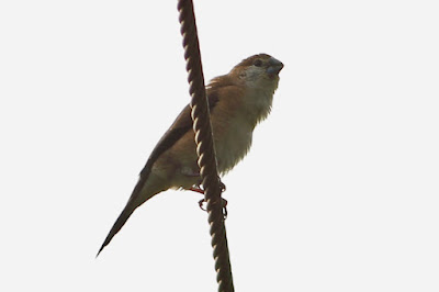 "Indian Silverbill - Euodice malabarica,sitting on a cable"