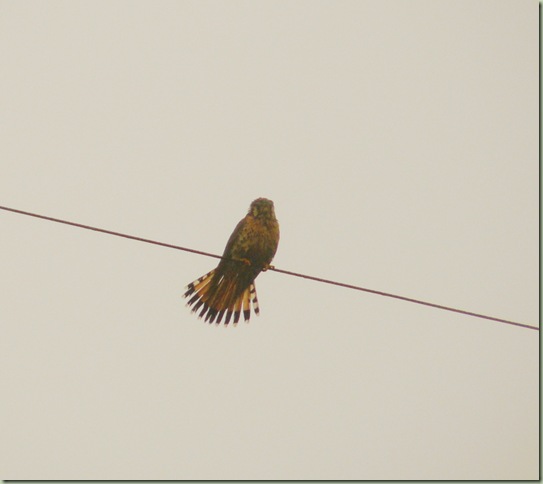 Kestrel