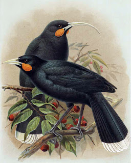 Huia